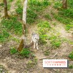 La Forêt des Loups