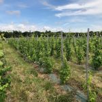 1ère fête de la fleur de vigne au Domaine viticole de Paris Gravelle : samedi 14 et dimanche 15 juin 2025