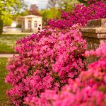 Château de Fontainebleau - jardin du parc du Château de Fontainebleau - A7C04486