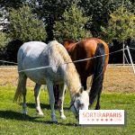 Tous en piste ! à Maisons-Laffitte (78): poneys, calèche et spectacles équestres gratuits au château