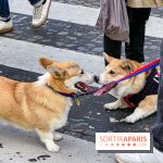 La Marche des animaux à Paris : défilé gratuit, ouvert aux chiens, chats ... sur les Champs-Élysées - IMG 5187