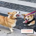 La Marche des animaux à Paris : défilé gratuit, ouvert aux chiens, chats ... sur les Champs-Élysées