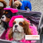 La Marche des animaux à Paris : défilé gratuit, ouvert aux chiens, chats ... sur les Champs-Élysées