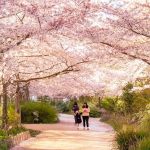 Les cerisiers en fleurs au Parc de Billancourt à Boulogne-Billancourt, Hanami aux portes de Paris