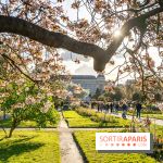 Les floraisons exceptionnelles du Jardin des Plantes 2026 : tulipes, coquelicots et cerisiers - photos - A7C00582