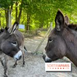 Avon'Ânes, les balades avec des ânes, à Avon - nos photos - IMG 7769