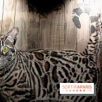 Chacun cherche son chat, nos photos de l'expo à Fluctuart - Expo Chat 11