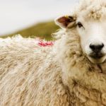 tonte des moutons à la ferme de paris