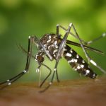 Moustique tigre : un site internet pour signaler le poustique et éviter des épidémies de dengue et de Zika