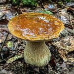 Où cueillir des champignons autour de paris ?