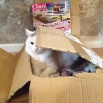 Café des Chats Bastille