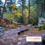 Journée internationale des forêts 2024 : des visites guidées gratuites en forêt de Fontainebleau