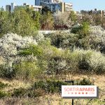 Allergies aux pollens en Ile-de-France : nouveau bulletin, causes et recommandations 