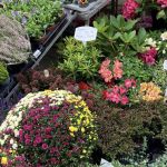 La Fête des Plantes de Viroflay 2026 (78)