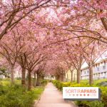 La Mail de Bièvre et ses cerisiers en fleurs, le spot Hanami caché à Paris
