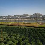 Val d'Oise : des milliers de plantes aux Portes ouvertes du centre Horticole du Grand Paris