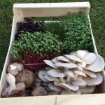 La Caverne, la première ferme urbaine en sous-sol de Paris