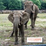 Au Zoo de Thoiry, des Lodges immersifs en Terre d'Afrique, avec vue sur les éléphants, se préparent