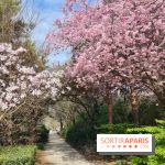 Où voir des cerisiers en fleurs à Paris et en Île-de-France : nos spots coup de coeur !