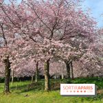 Où voir des cerisiers en fleurs à Paris et en Île-de-France : nos spots coup de cœur !