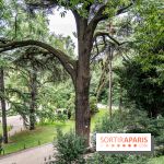 Le Jardin des Plantes cache le plus ancien cèdre du Liban de Paris, histoire insolite