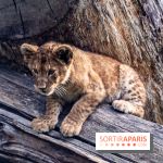 Zoo Safari de Thoiry : les nouveautés à découvrir