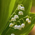 1er mai : fête du muguet