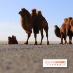 Année mondiale des Camélidés : une parade de dromadaires, chameaux et lamas à Paris