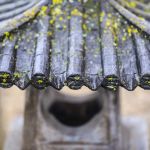 Rendez-vous aux jardins 2026 : visite zen d'un jardin japonisant en Essonne