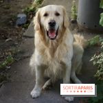 Les parcs, squares et jardins où promener son chien à Paris, avec ou sans laisse 