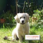 Les parcs, squares et jardins où promener son chien à Paris