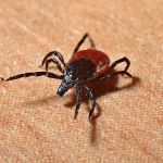 Watch out for ticks: A free and participatory app to report bite risk