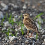 Chasses traditionnelles des oiseaux : le Conseil d'État suspend les derniers arrêtés du gouvernement