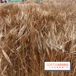 Gad Weil installe son Champ de Blés Place Vendôme