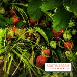 Cueillettes des fraises autour de Paris