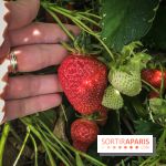 Cueillettes des fraises autour de Paris