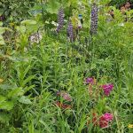 Jardin de Patrick et Roland