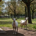Rendez-Vous aux Jardins 2026 au parc des 33 hectares à Neuilly-sur-Marne