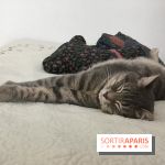 Coronavirus et santé animale pendant le confinement : les conseils d'un vétérinaire