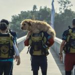 Arthur the King, une aventure entre Mark Wahlberg et son fidèle compagnon à pattes sur Prime Video