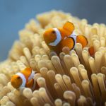 David Attenborough : documentaire sur la vie marine en péril