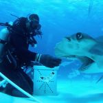 All the Sharks : une compétition aquatique spectaculaire sur Netflix dès le 4 juillet