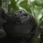 Avant-première du film « Au cœur de la jungle » au Grand Rex à Paris