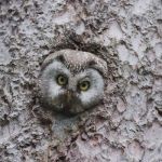 Le Temps des animaux : un documentaire dans les Alpes à découvrir dès 7 ans