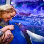 Un bébé manchot Royal est né à Sea Life Val d'Europe !