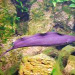 Les Vacances de Printemps à l'Aquarium Tropical