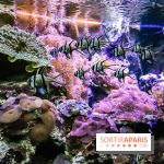 L'Aquarium de la Porte Dorée se renouvelle