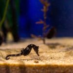 Un hôtel des hippocampes à visiter en famille à l'aquarium Sea Life pendant les vacances de février