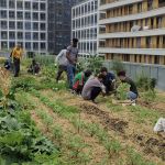 Eva Kotchever, le potager perché sur le toit d'une école qui se cultive à Paris