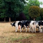 Festival Sortons l'Agriculture du Salon 2019